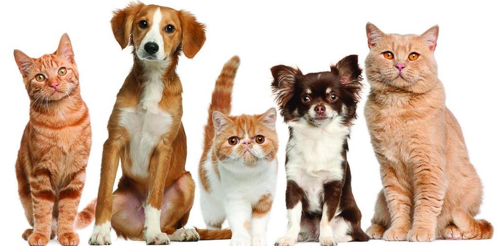 Доска объявлений о животных | ЗооТом - продажа, вязка и услуги для животных в Лобне