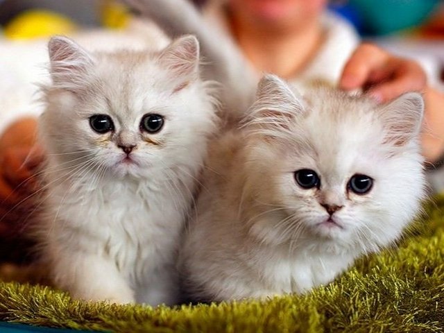 Породы кошек в Лобне | ЗооТом портал о животных