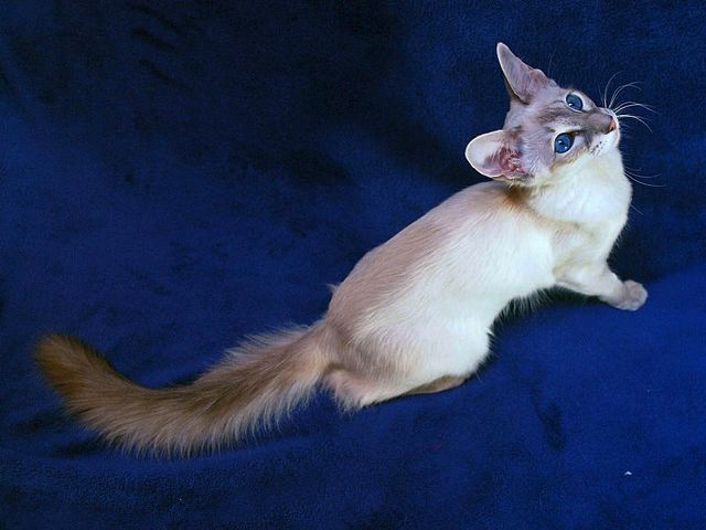 Выведенные породы кошек в Лобне | ЗооТом портал о животных