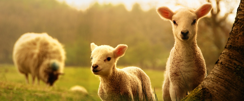 Объявления о сельскохозяйственных животных | ЗооТом - продажа, вязка и услуги для животных в Лобне