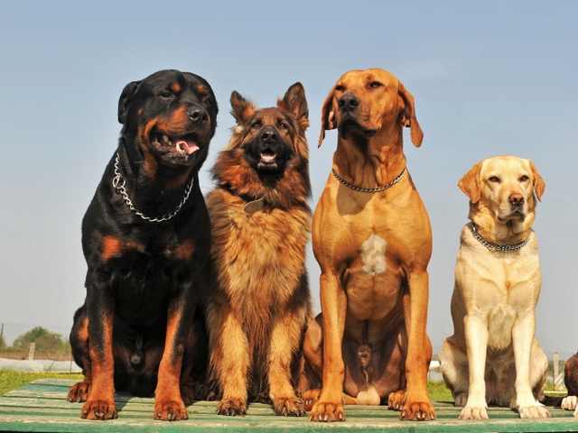 Крупные породы собак в Лобне | ЗооТом портал о животных